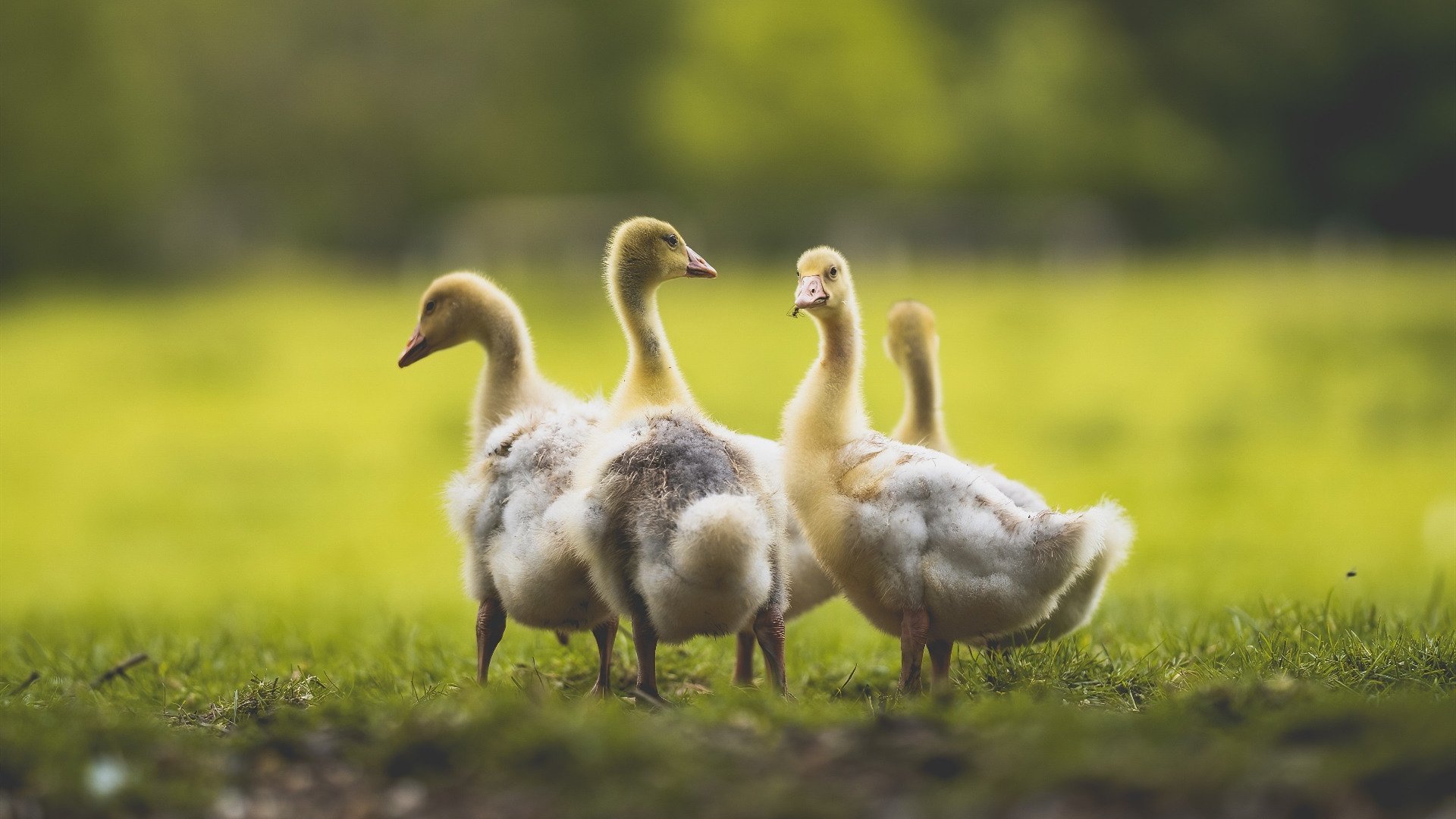 罗马尼亚队赛制解析：如何利用规则优势应对多变的赛事形势，罗马尼亚足球比赛