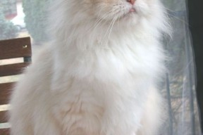 开云-东亚杯中国足球战平 球迷希望加强磨合，东亚杯国足大名单