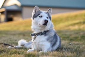 开云体育下载官网-中国香港队赛制变化：如何适应国际赛事的规则与挑战，香港队伍
